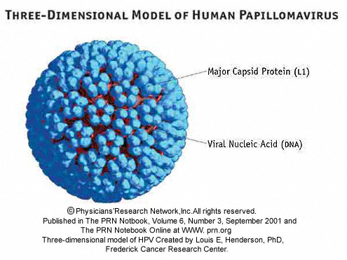 Transmission and hpv